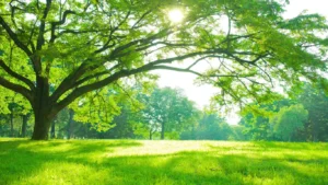 Essay on Importance of Trees in Hindi